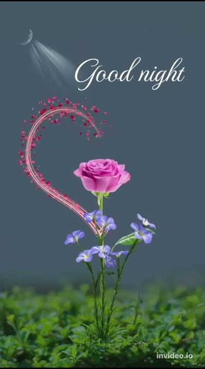 good night romantic roses flower status💕🥰#goodnight#goodnightstatus#rose#shorts#ytshorts#viral