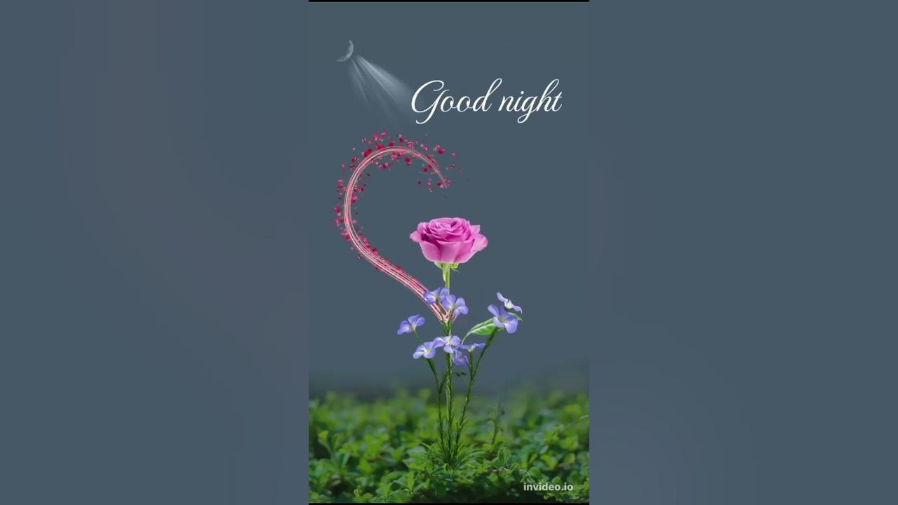 good night romantic roses flower status💕🥰#goodnight#goodnightstatus#rose#shorts#ytshorts#viral