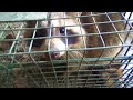 Trapping Furbearers on Our Small Trapline Ep. 5