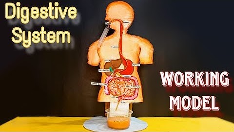 Human Digestive system working model