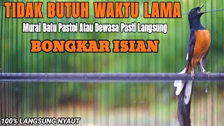 TEMBAKAN MURAI BATU PASTOL INI AMPUH UNTUK MEMANCING LAWAN BONGKAR ISIAN