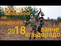 Відкриття полювання на зайця 2018. Заяче ельдорадо.Добув три зайця.