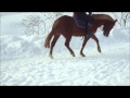 Lotte Dressur Film Lotte Dressur Film