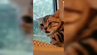 Melhor dublagem OMG So Cute Cats Best♥️Funny Cat Videos 2021#02 | JHON PETS #Short #Shorts by Jhon Pets Tv 3 views 2 years ago 16 seconds