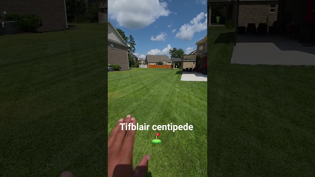 tifblair centipede ⛳️  #lawn #lawncare #turf #grass