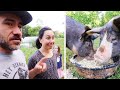 Wife feed PIGS for first time // Homestead VLOG