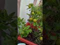 Life lesson from nature #lemontree #gardening #plants #lemongarden #ytshorts