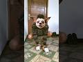 😂🤣 #ytshorts #humor #like #animals #chihuahua #perros #dog #funny