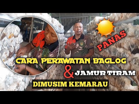 Video: Jamur lezat: jamur musim panas