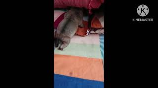 Coco Try To Play Hide & Seek