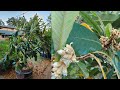 Loquat Fruit Tree Update | Why this is my Favorite Tree | Fruit tree Growing in A Container