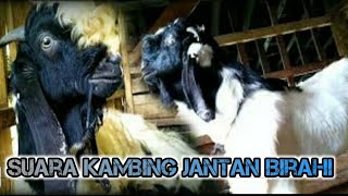 SUARA KAMBING KAWIN ||SUARA KAMBING SANGE