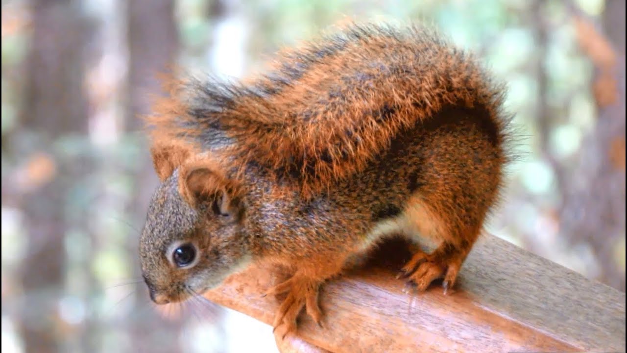 Curious Baby Red Squirrel  Squirrel Appreciation Day!  YouTube