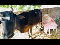 Cow milking village life vlog , Morning Cow milking by village women ,