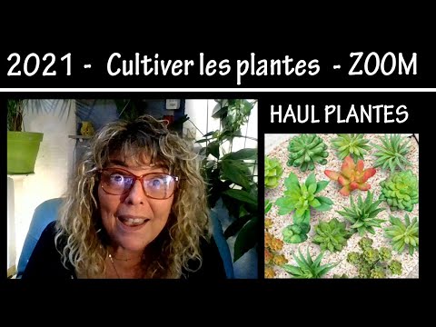 Vidéo: Guide du débutant sur les plantes succulentes : en savoir plus sur la culture des plantes succulentes