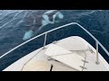 Huge Manta Ray Flips!! Manta Rays Playing In The Water!