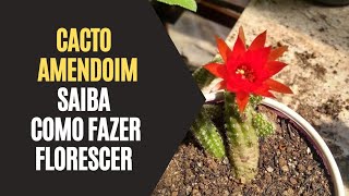 Cacto Amendoim: Saiba Como Fazer Florescer Essa Planta - thptnganamst.edu.vn