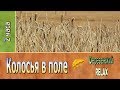 КОЛОСЬЯ в поле ✿ 2 часа ✿ Dеревенsкий RELAX