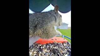 Another Gray Squirrel Eating Seed #shorts