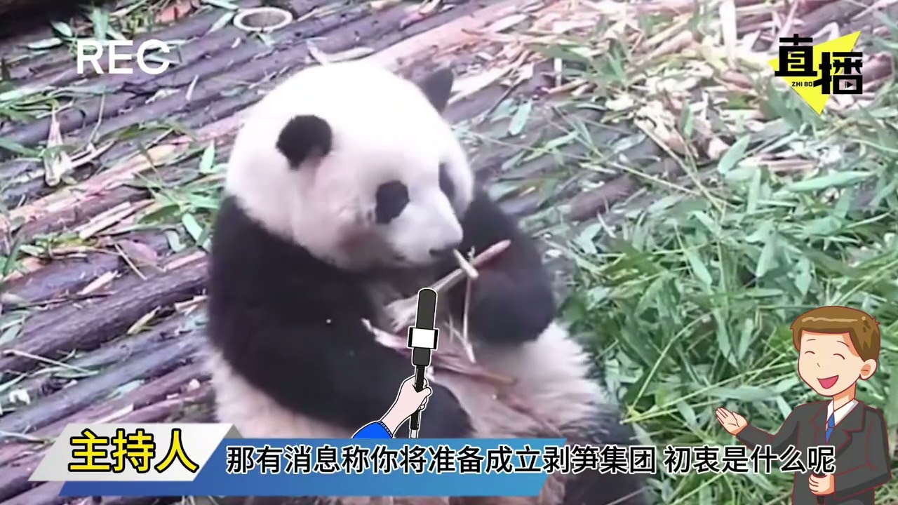 《果赖集团第1集》花花首次接受采访 花花一路走来可是太励志了哈哈哈 #大熊猫和花 #熊猫花花的魅力有多大 #不止我一个想rua大熊猫 #萌到爆炸了💥