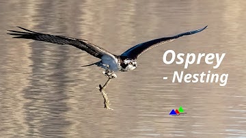 Witness the Amazing Construction of an Osprey Nest