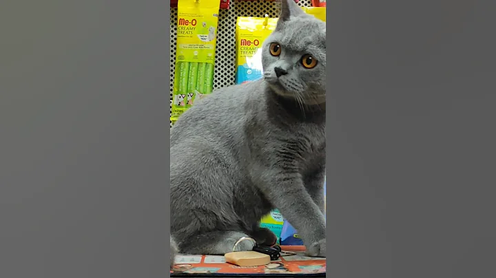 Video 9829381: cats britishshorthair catlife, britishshorthair cats cutecat, british hair cat