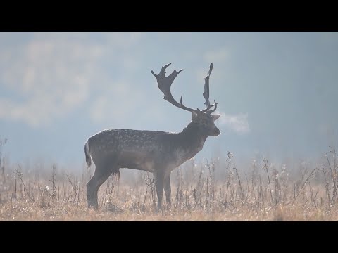 M5 TV – Vadvilág – Dámszarvasok az őszi ködben – 2023/42. adás – 2023.10.22.