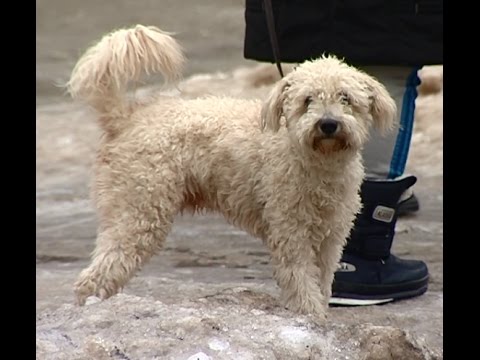 Несколько собак отравились на прогулке в Череповце и погибли