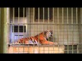 トラ vs ライオン in 浜松市動物園　Tiger vs Lion in Hamamatsu city zoo.