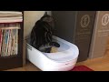 シャープのIoT猫トイレで健康管理はどこまでできる？愛猫3頭で試してみた！②｜PetLIVES（ペットライブス）