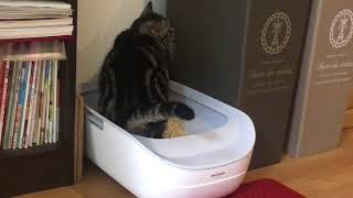 シャープのIoT猫トイレで健康管理はどこまでできる？愛猫3頭で試してみた！②｜PetLIVES（ペットライブス）