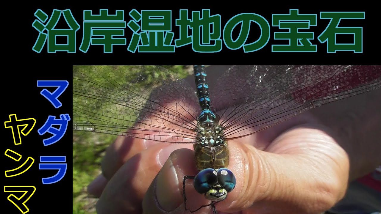 勝ち虫チャンネル 宮城県で獲れるトンボ 7 Youtube