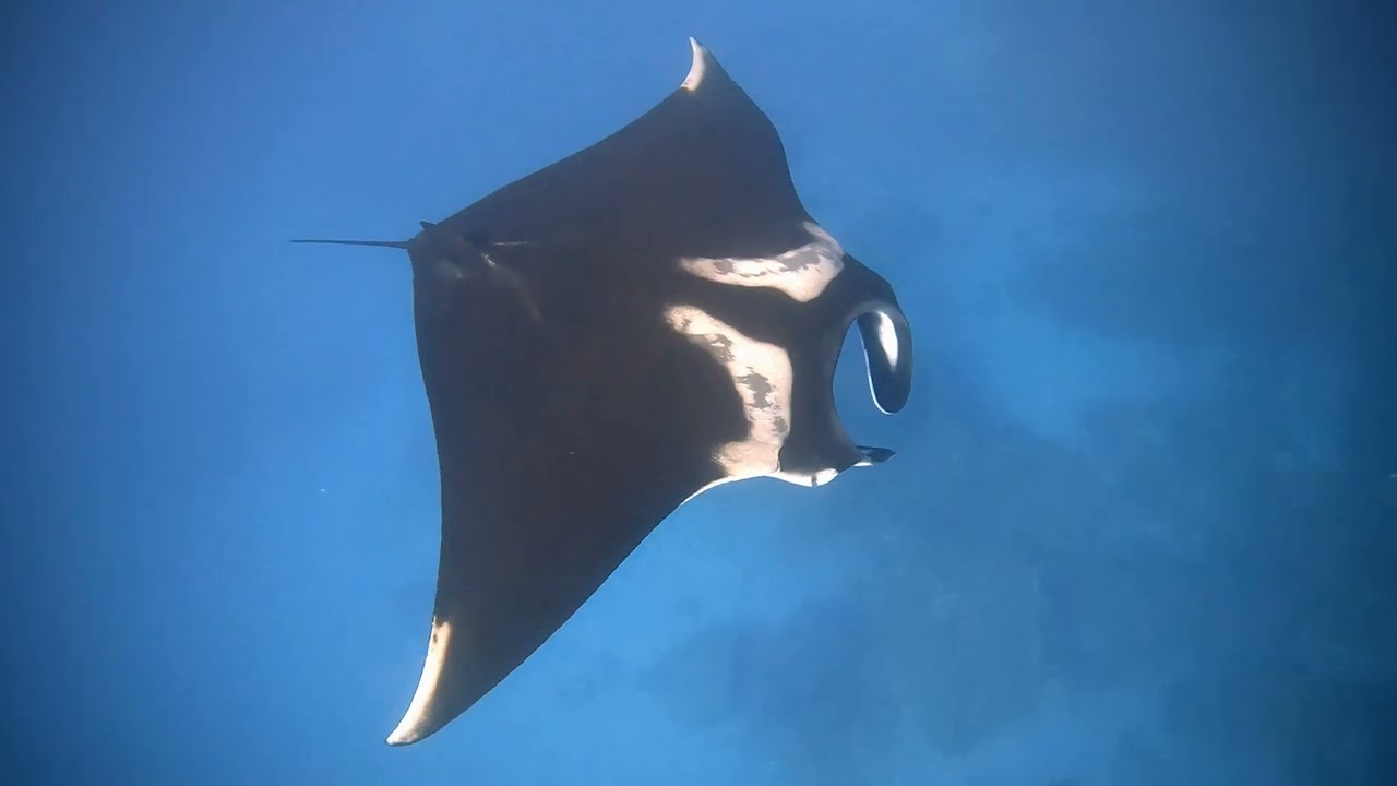 These INSANE moments of a giant Manta Ray flying around me! 4K