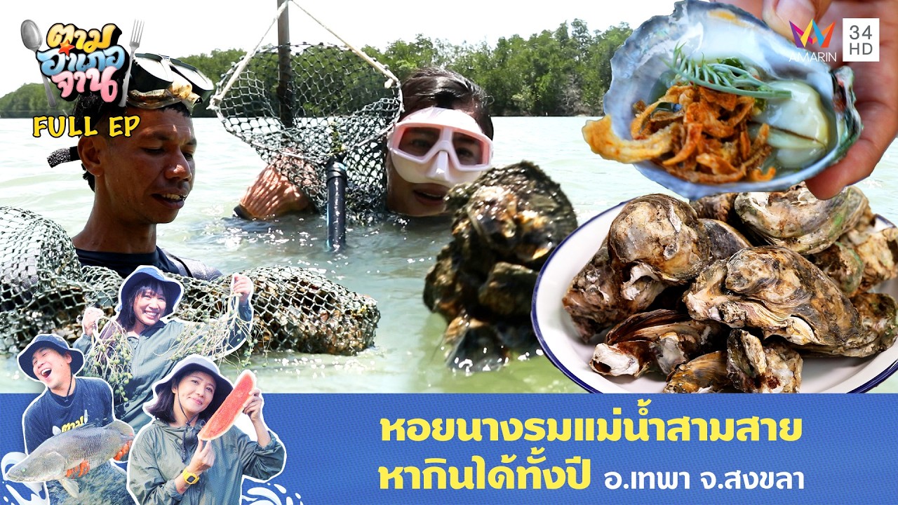 ชิมสด! งมหอยนางรมกลางคลอง อ.เทพา จ.สงขลา | ตามอำเภอจาน | 14 ต.ค. 68 Full EP