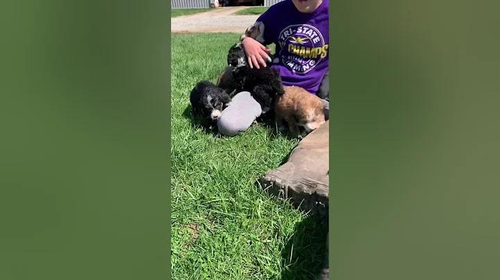 Izzy Litter- first time outside!