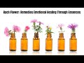 Bach Flower Remedies Emotional Healing Through Essences Bach Flower Remedies Emotional Healing Through Essences