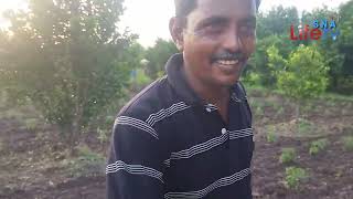 Orange Tree  ? शिंगोरि  गाव Shingori Villagevideo Amravati. Maharashtra video short