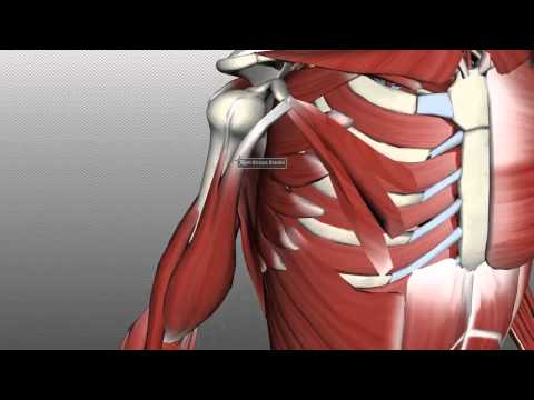 Muscles of the Upper Arm - Anatomy Tutorial