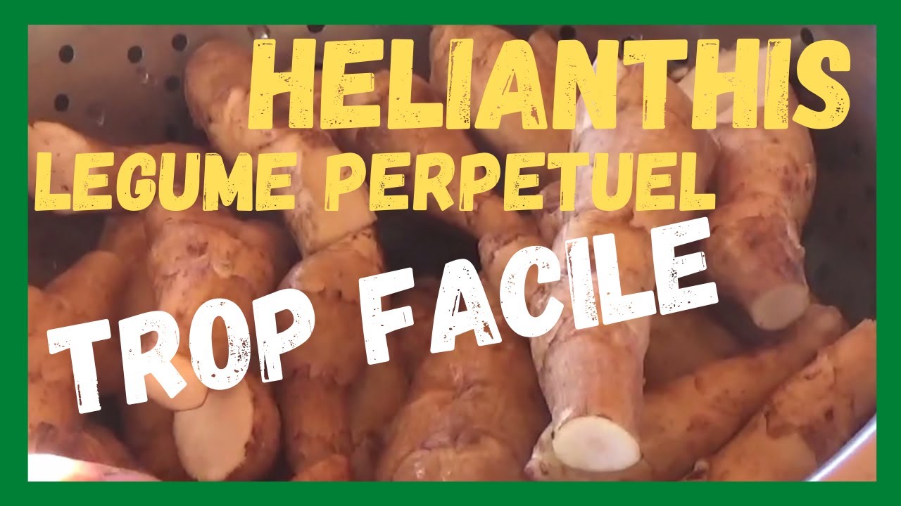 l' helianthis  encore un légume perpétuel de fainéants !!! rentabilité maximum!