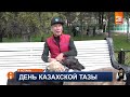 Казахстан впервые отмечает День национальной породы тазы