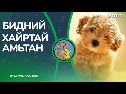 БИДНИЙ ХАЙРТАЙ АМЬТАН нэвтрүүлэг дугаар 12