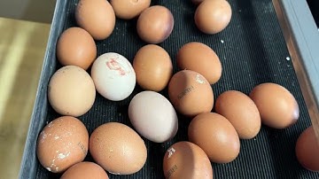 E-Grader 40 mit Vision Schmutzei System