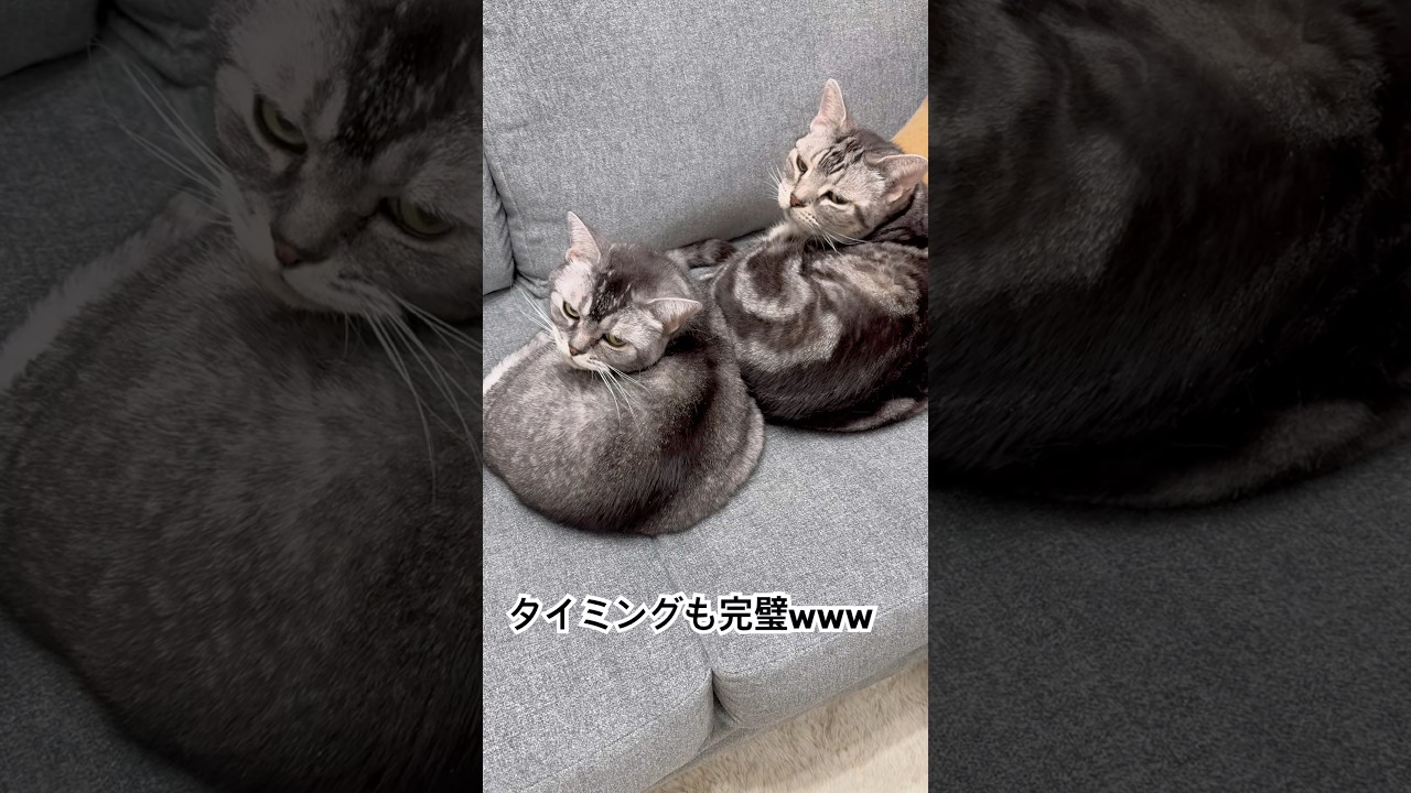 🐈‍⬛家族の中でも一段と仲が良いピーちゃん(父)とぺっちん(娘)。シンクロ率高めですw #猫のいる暮らし #猫 #cat