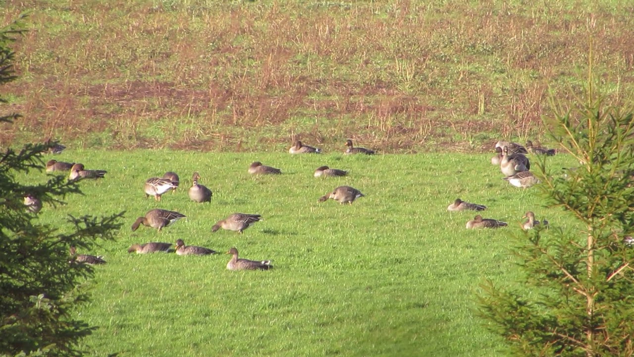 Taiga Bean Geese Slamanan Plateau Upper Forth Oct17 YouTube