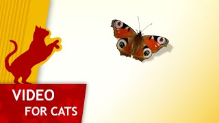 Cat Games - 🦋 Peacock Butterfly (Videos for cats to watch) screenshot 4