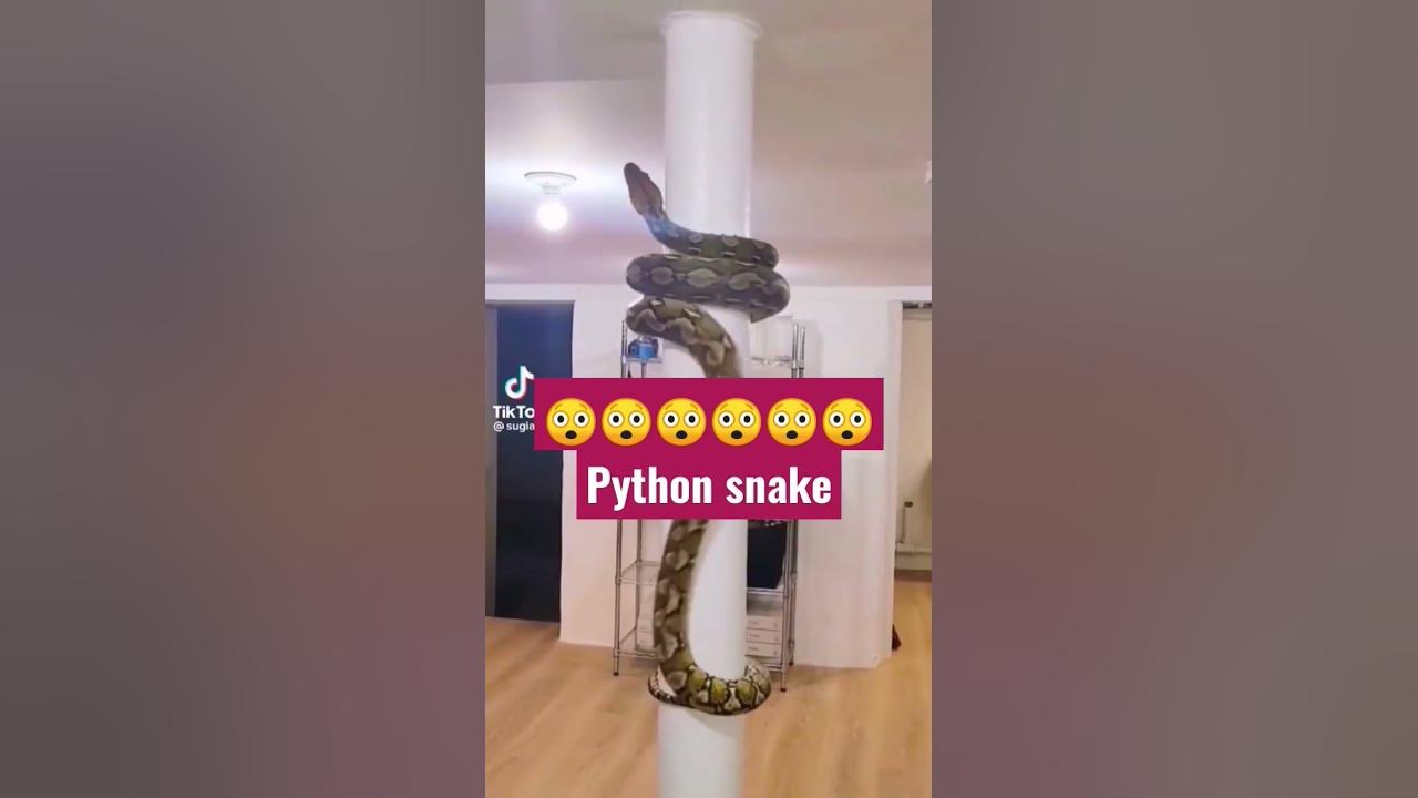 Python Snake - YouTube