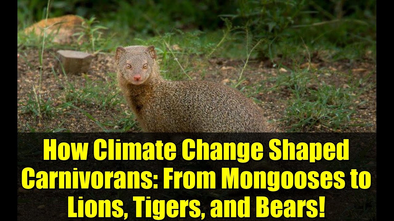 How Climate Change Shaped Carnivorans: From Mongooses to Lions, Tigers, and Bears!