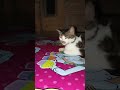 Galau Gara-gara di Tinggal pacarnya. #viralvideo #cat #shortvideo #fypシ