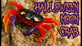 Halloween Moon Crab CUTE!