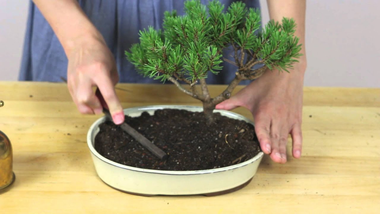 An Introduction To Keshiki Bonsai Youtube